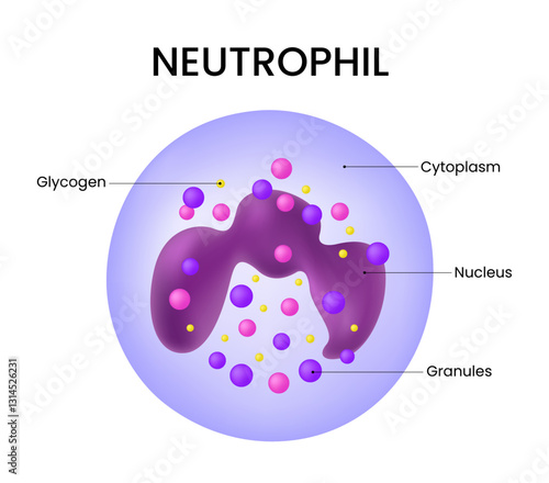 Diagram of Neutrophil Cell Structure