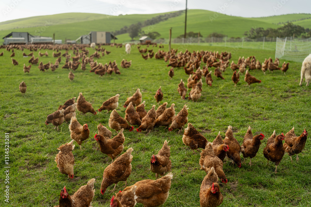 free range chicken farm with chook tractors and guardian dogs