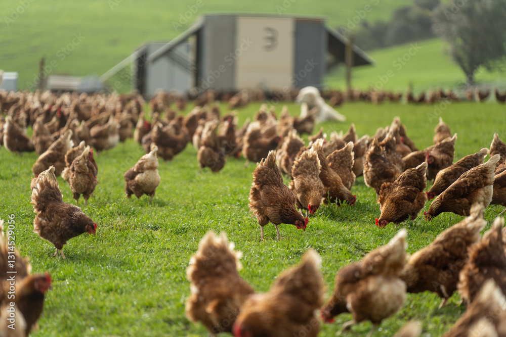 free range chicken farm with chook tractors and guardian dogs
