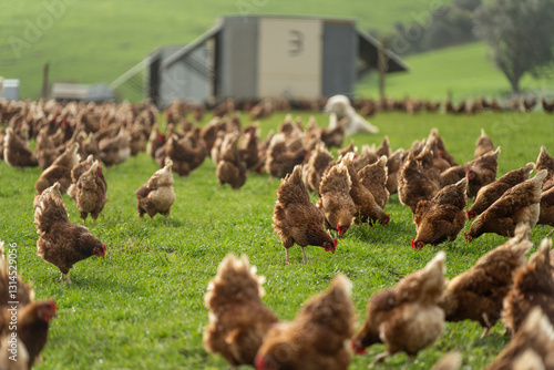 free range chicken farm with chook tractors and guardian dogs