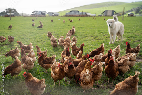 Photography free range chicken farm with chook tractors and guardian dogs