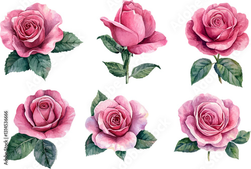 set of roses vector illustration