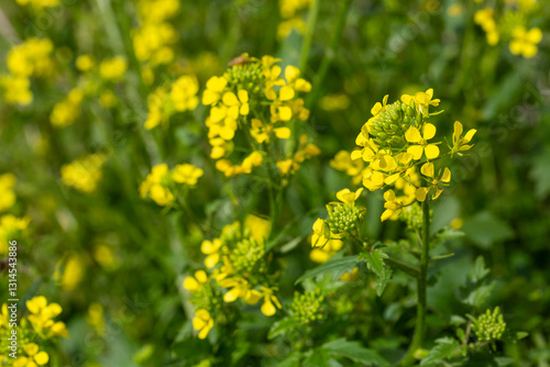 Sinapis arvensis Turkish name: Mustard grass close-up, beauty of spring. Yellow mustard herbs.