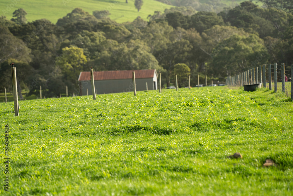 people walking on a farm