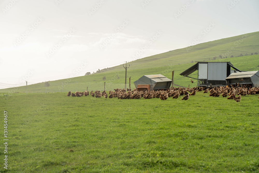 free range poultry farm with chook tractors and chickens on pasture grass