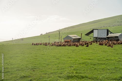 free range poultry farm with chook tractors and chickens on pasture grass