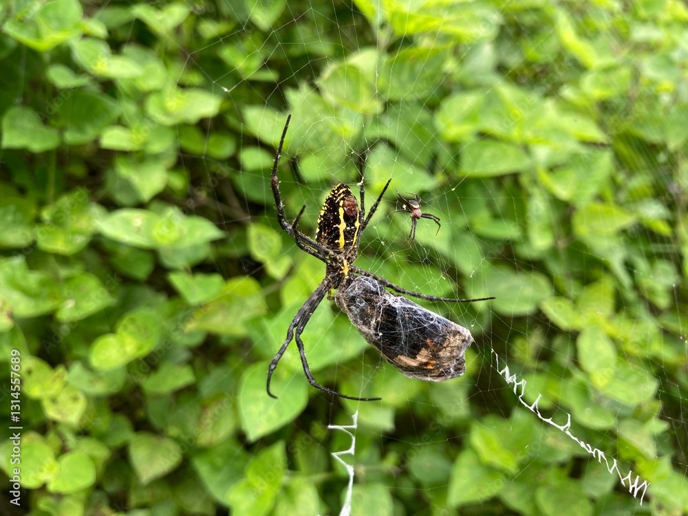 close-up of a Garden Spider with Captured Prey in spider webs