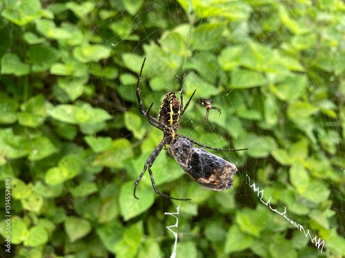 Obraz na płótnie close-up of a Garden Spider with Captured Prey in spider webs w salonie