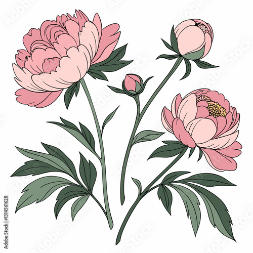 Peony Floral Illustration: A delicate illustration showcases the elegance of peonies, depicting full blooms alongside unopened buds and lush green foliage