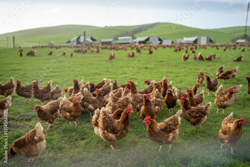 free range poultry farm with chook tractors and chickens on pasture grass