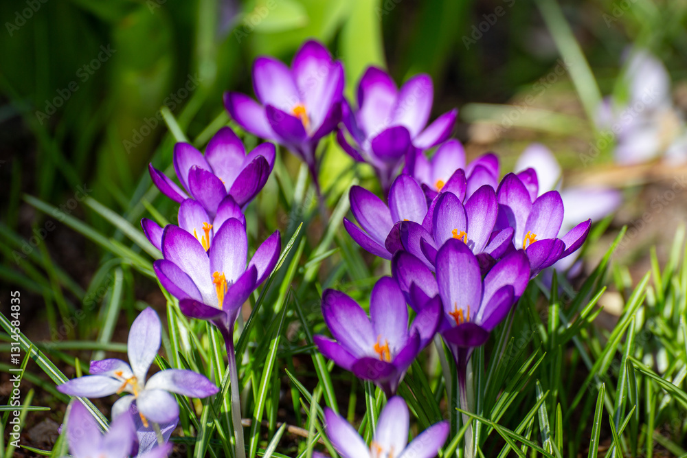 Frühlingserwachen Frühlingserwachen