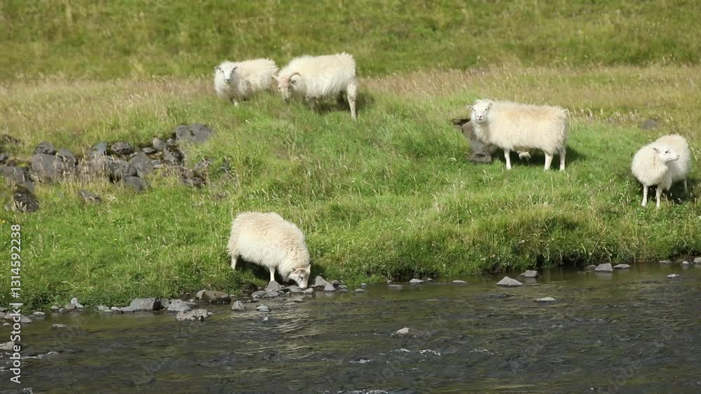 Sheep walking in the grassy area and waterfall area of Iceland Sheep walking in the grassy area and waterfall area of Iceland