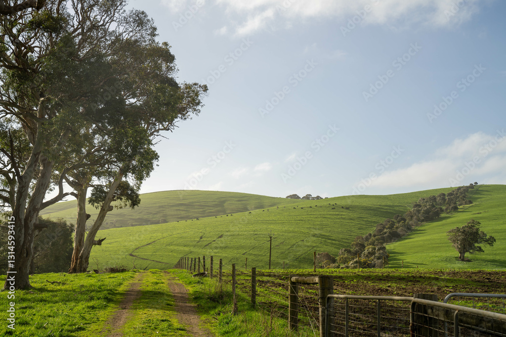 green fields and rolling hills in a farming landscape
