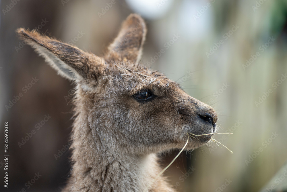 Fototapeta premium close up kangaroo in a wildlife reserve