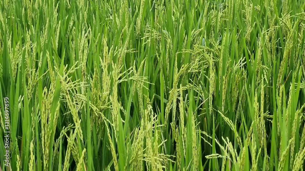 Close up of lush green rice plant background in the afternoon at Pamekasan, Indonesia Close up of lush green rice plant background in the afternoon at Pamekasan, Indonesia