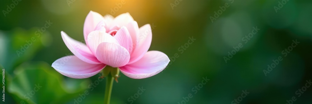 Delicate white petals unfolding from a pink flower stem, bloom, blossom, nature Delicate white petals unfolding from a pink flower stem, bloom, blossom, nature