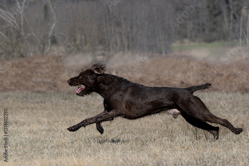 Pudelpointer im Freilauf