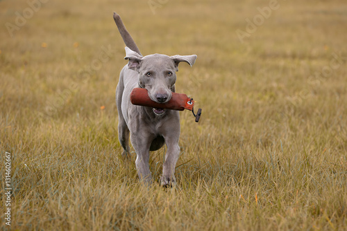 Weimaraner apportiert Dummy