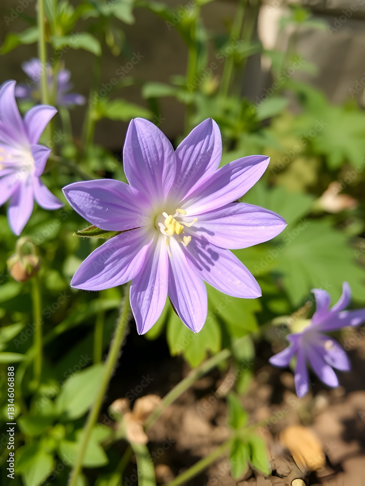 Purple platycodon flower outdoors, campanula, platycodon grandiflorus