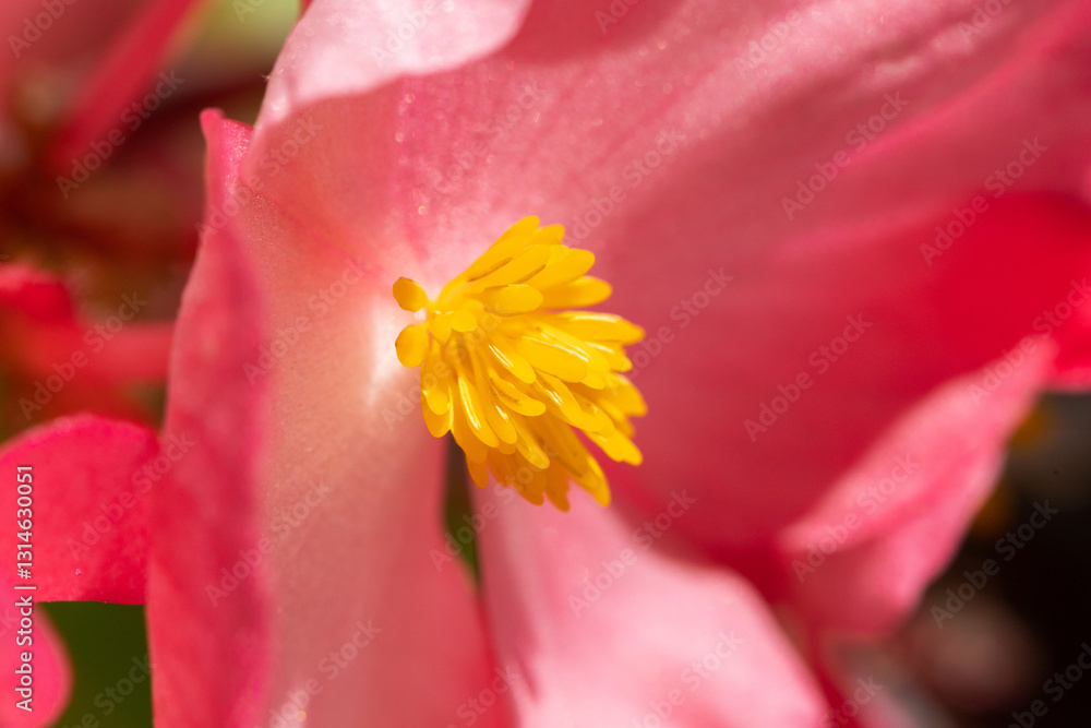 vista ultra-macro di un fiore rosso e giallo