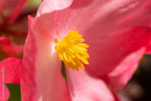 vista ultra-macro di un fiore rosso e giallo