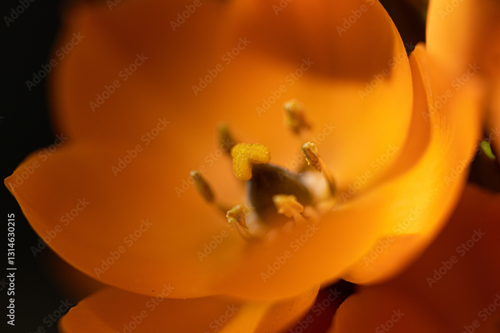 vista ultra-macro di un fiore color arancione