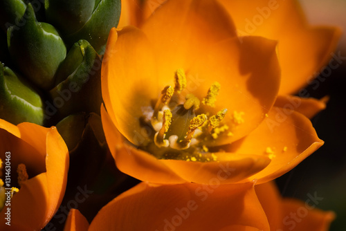 Obraz na płótnie vista ultra-macro di un fiore color arancione w salonie
