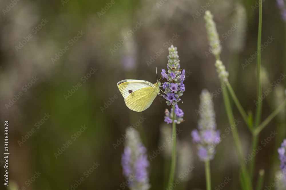 vista macro di una piccolo farfalla dalle ali color bianco e giallo chiaro, su un fiore viola di lavanda, di giorno, in estate
