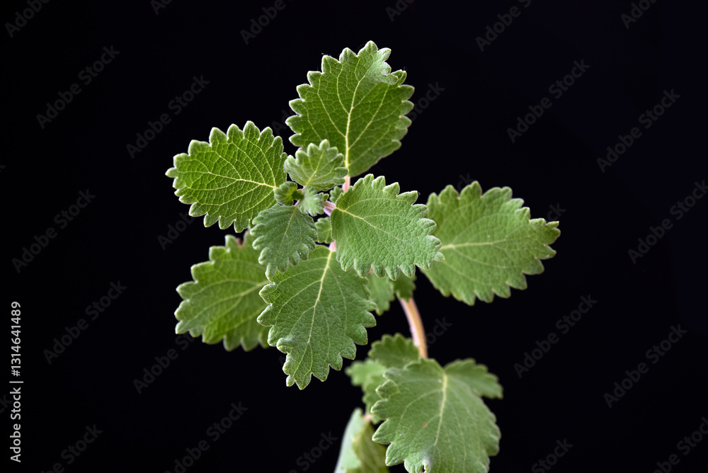 Fotografie Myrrh is a medicinal plant of the species Commiphora myrrha, also known as Arabic myrrh