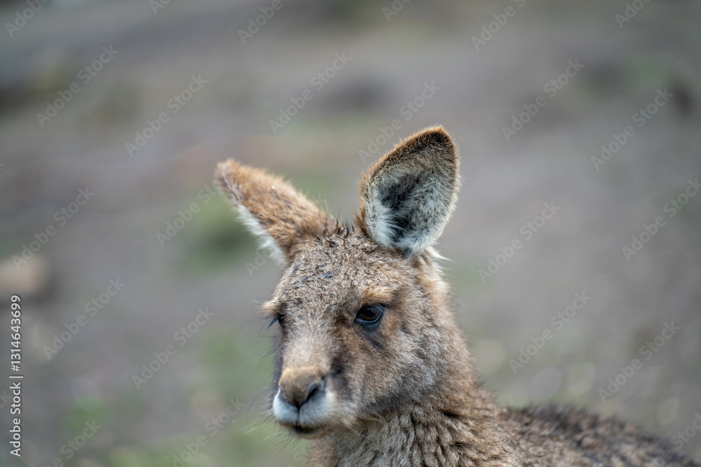 Fototapeta premium kangaroo in a wildlife reserve close up