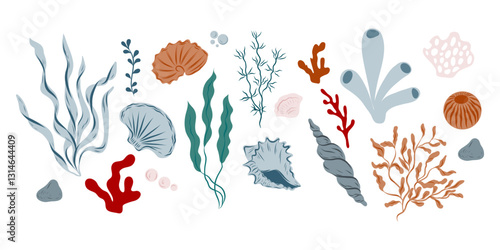 Set of seashells, algae, seaweeds, corals, different shapes and colors, hand drawn ocean life