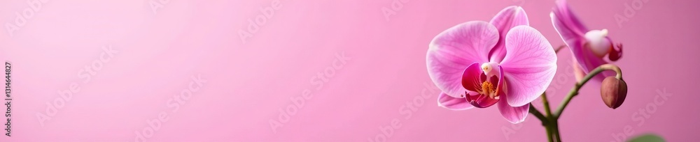 Close-up of mini orchid plant with vibrant pink blooms against pastel pink backdrop, floral, decoration, color Close-up of mini orchid plant with vibrant pink blooms against pastel pink backdrop, floral, decoration, color