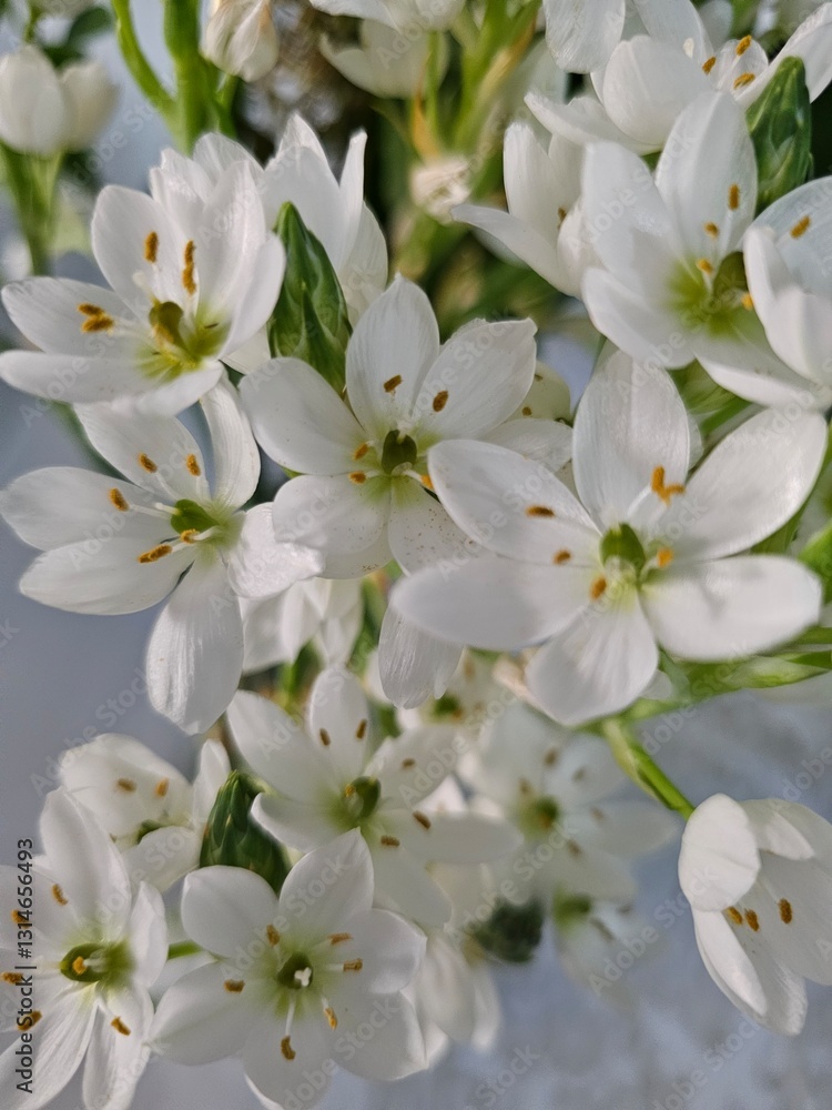 White star-shaped flowers with green centers. Floral close-up. Nature's beauty.
White star-shaped flowers with green centers. Floral close-up. Nature's beauty.