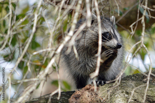 One raccoon up in  an oak tree, dead branches hanging in front of it while it appears to pray, although it is most likely just eating in a backyard in central Florida