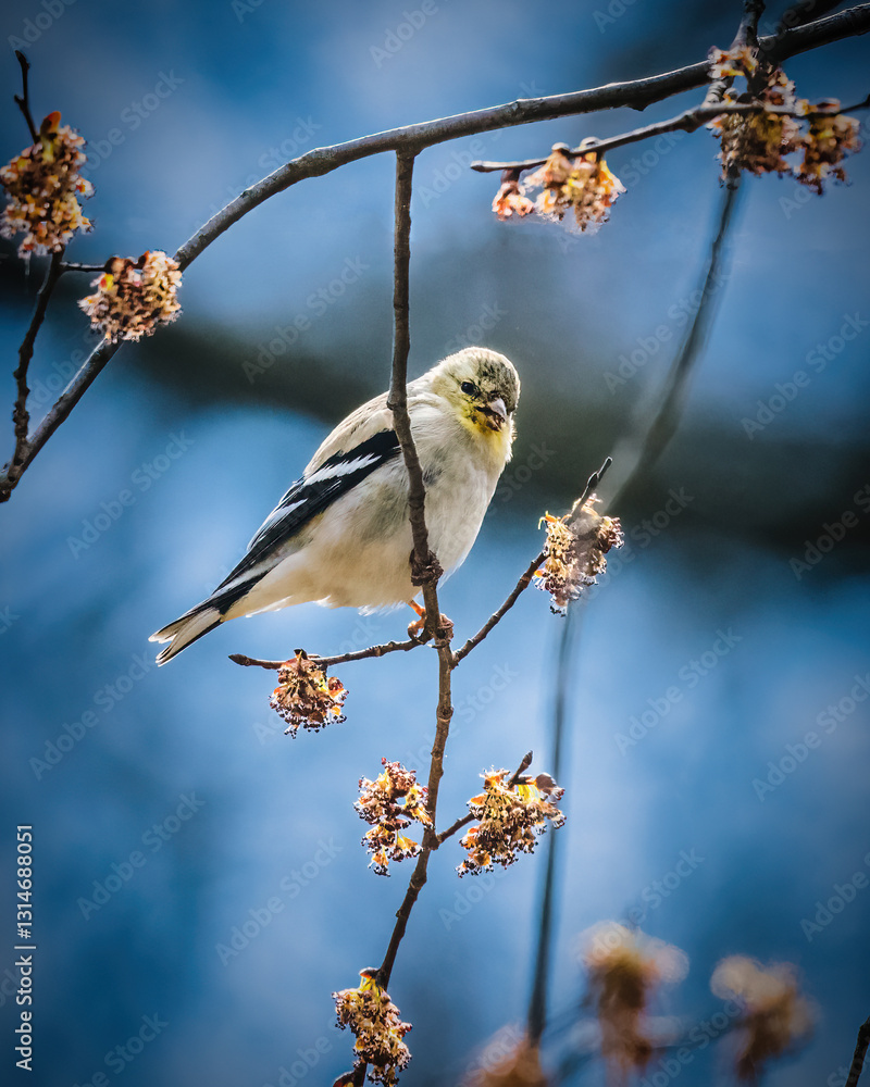 A small bird with white and black feathers perches on a branch surrounded by budding flowers. The background features a clear blue sky, highlighting the bird's delicate pose.