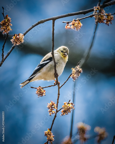 Obraz na płótnie A small bird with white and black feathers perches on a branch surrounded by budding flowers. The background features a clear blue sky, highlighting the bird's delicate pose. w salonie