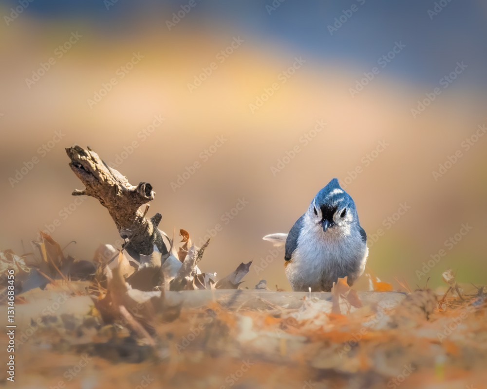.A small bird with bluish-gray plumage stands on a bed of dry leaves, surrounded by a soft, blurred background that suggests a serene autumn day. The bird gazes curiously at the viewer.