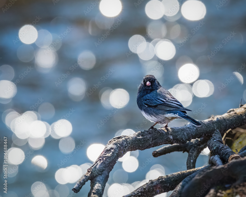 A small bird perches on a branch, surrounded by a shimmering bokeh effect in the background. The light creates a dreamy, soft ambiance around the bird.