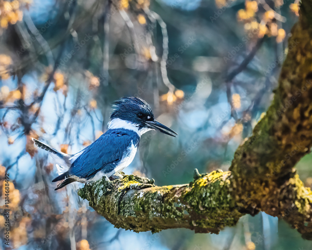A kingfisher with striking blue and white plumage perches on a moss-covered branch, surrounded by a soft-focus background of branches and leaves. The natural lighting highlights the bird's colors.