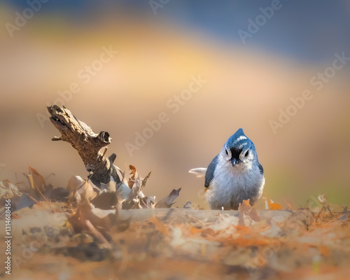 Obraz na płótnie .A small bird with bluish-gray plumage stands on a bed of dry leaves, surrounded by a soft, blurred background that suggests a serene autumn day. The bird gazes curiously at the viewer. w salonie