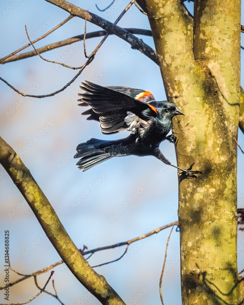 A bird with striking black plumage featuring red and yellow shoulder patches is captured mid-flight as it approaches a tree trunk. The leafless branches and bright sky create a vivid backdrop.