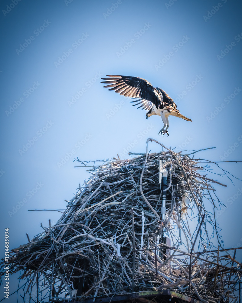 A bird hovers above a large nest made of intertwined branches, with wings spread wide against a clear blue sky. The scene captures a moment of natural beauty and wildlife behavior.