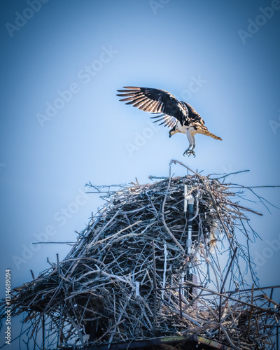 Obraz na płótnie A bird hovers above a large nest made of intertwined branches, with wings spread wide against a clear blue sky. The scene captures a moment of natural beauty and wildlife behavior. w salonie