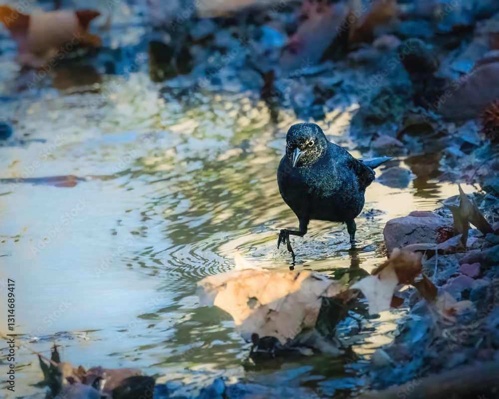 A blackbird wading through a shallow puddle is surrounded by fallen autumn leaves. The water reflects ripples as the bird steps delicately, creating a serene nature scene.