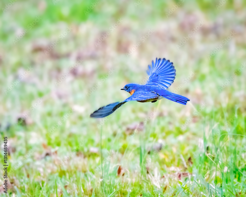 A vibrant blue bird is captured mid-flight over a lush green field, showcasing its spread wings. Its striking blue feathers contrast beautifully with the blurred natural background..