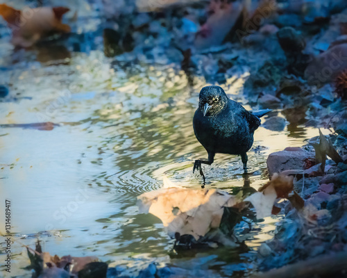 Obraz na płótnie A blackbird wading through a shallow puddle is surrounded by fallen autumn leaves. The water reflects ripples as the bird steps delicately, creating a serene nature scene. w salonie