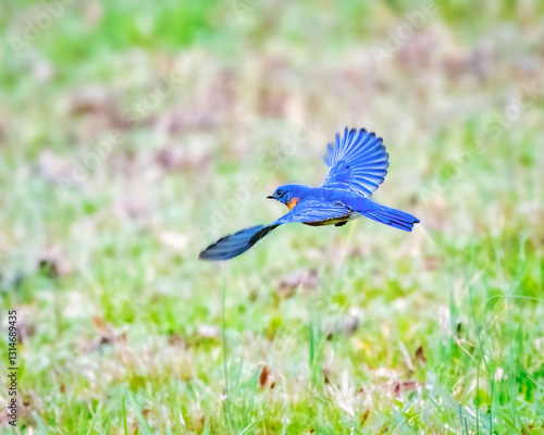 Obraz na płótnie A vibrant blue bird is captured mid-flight over a lush green field, showcasing its spread wings. Its striking blue feathers contrast beautifully with the blurred natural background.. w salonie