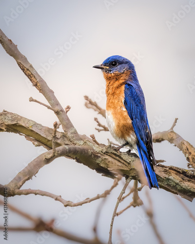 Obraz na płótnie A vibrant blue bird perches on a bare tree branch, showcasing its striking blue and orange plumage against a muted background. The scene evokes a sense of calm and natural beauty.. w salonie