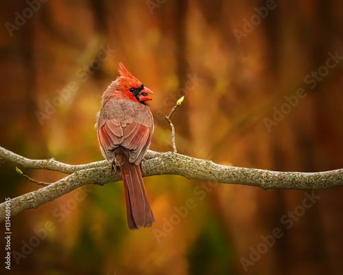 Obraz na płótnie A vibrant red bird perches on a bare tree branch, standing out against a softly blurred, warm-toned background. The bird's feathers are beautifully detailed, capturing the attention with its colors. . w salonie