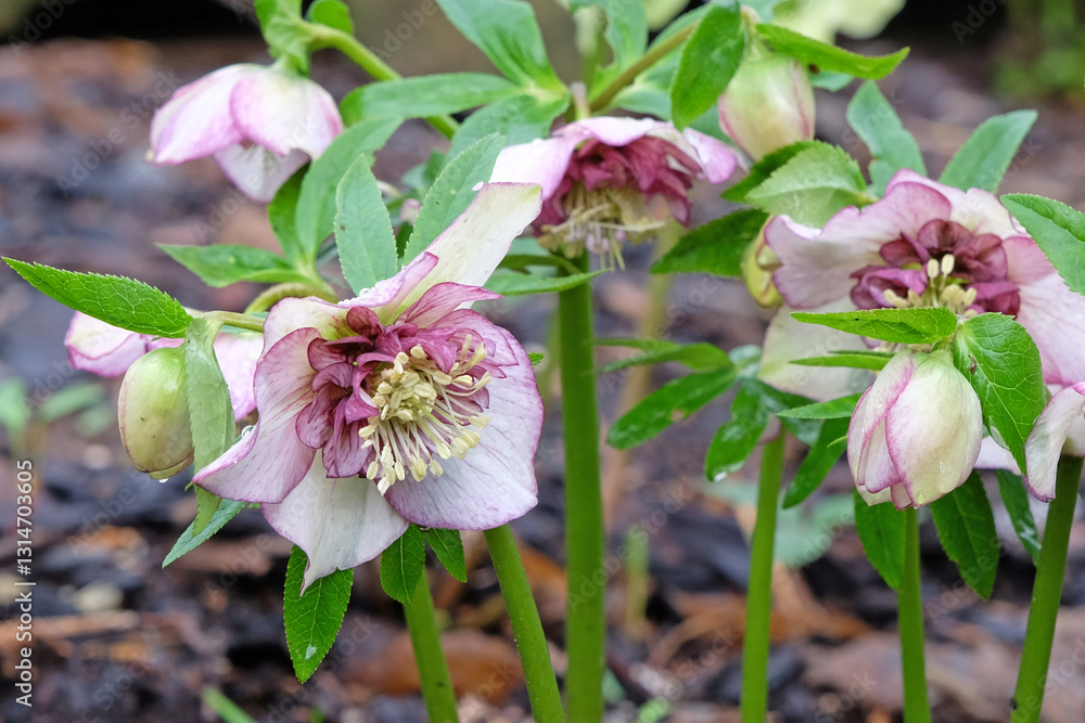 Fototapeta premium Pink and white Helleborus hybridus, hybrid hellebore, Lenten rose, or snow rose in flower
